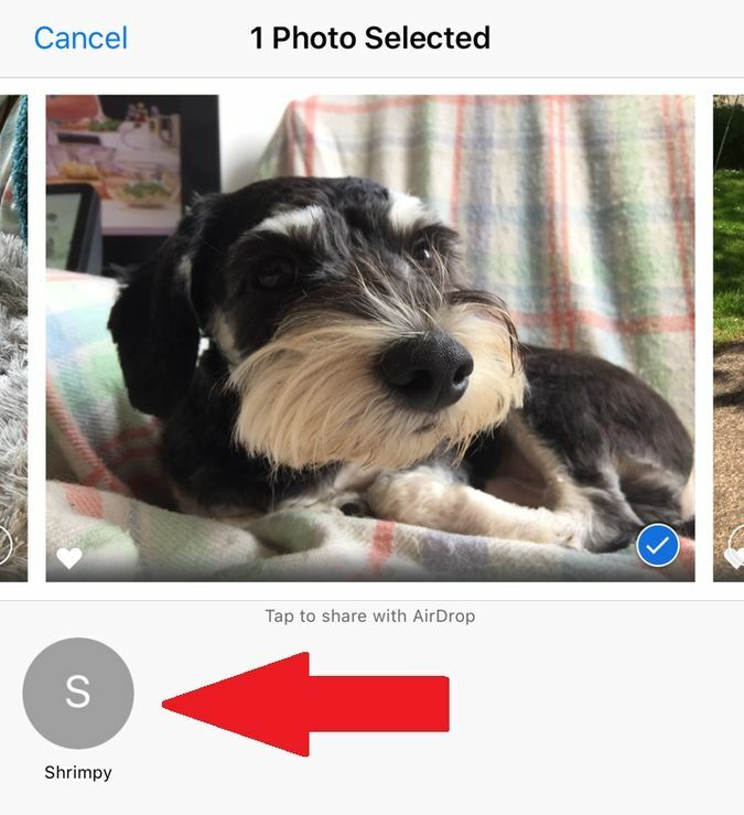 Again, please AirDrop me dog photos.