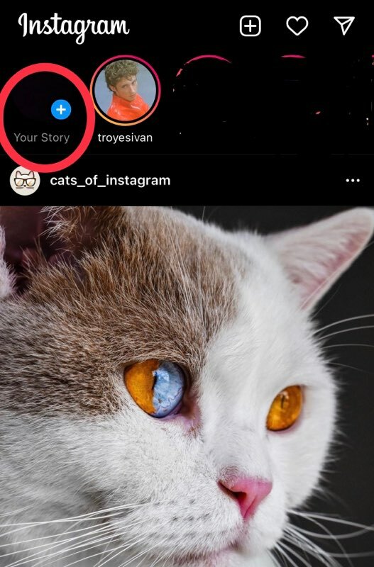 Tap "Your Story" to create a Story. Also, enjoy the Cats of Instagram post