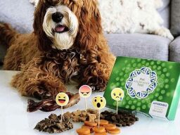 Brown and white dog lying next to green box and piles of food with different emoji toothpicks