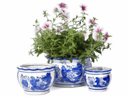 Green plant with pink flowers in blue and white porcelain pot with two other pots