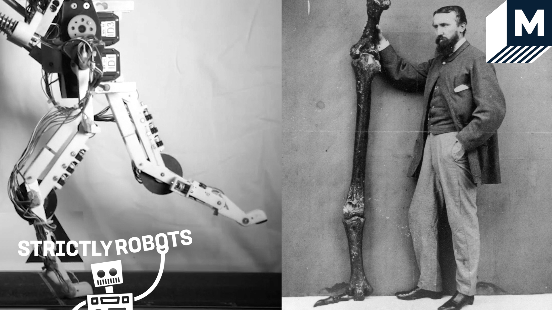 A side by side of a biped robot and a man holding a large dinosaur leg bone