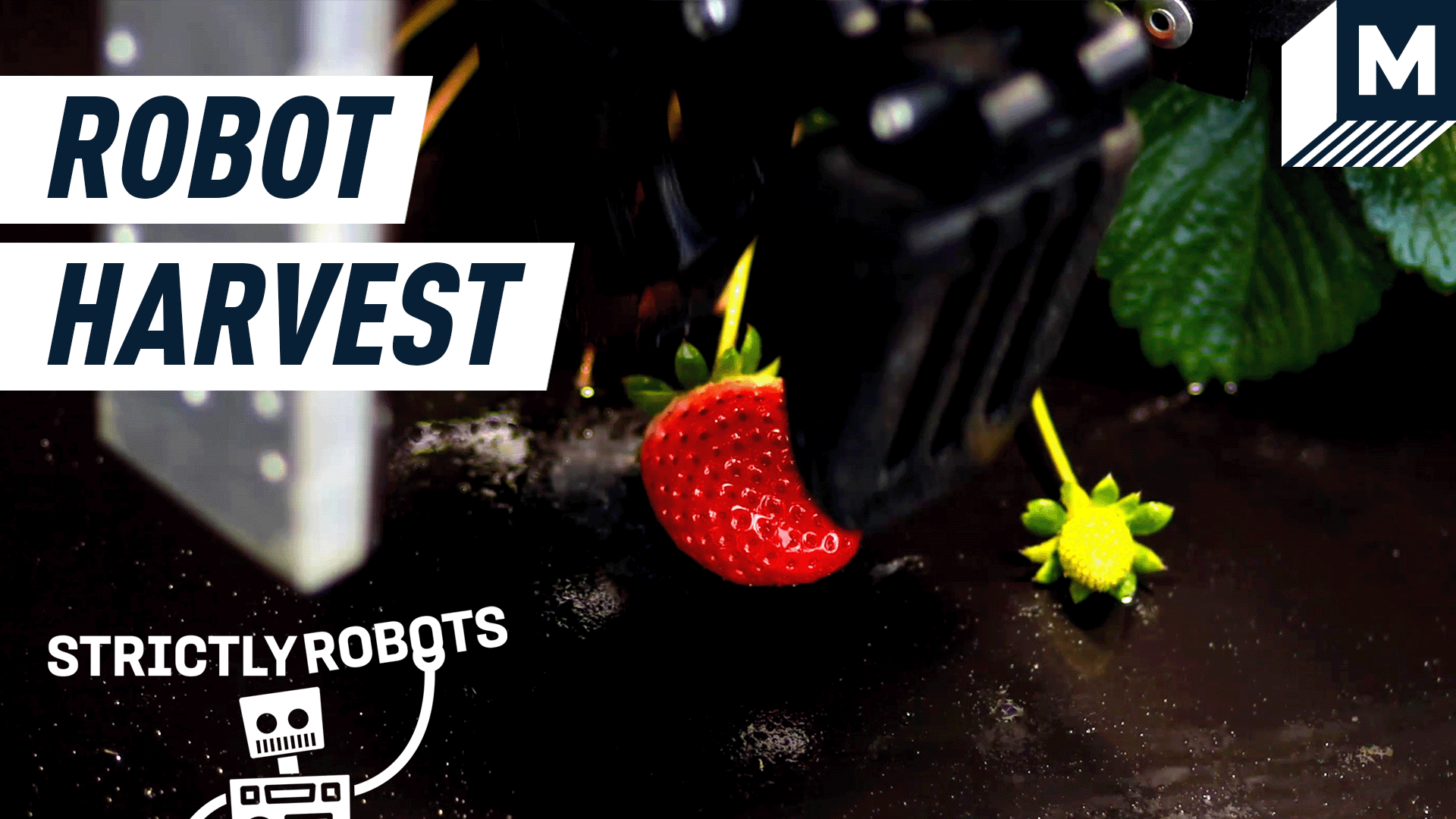 A robot arm picking a strawberry.