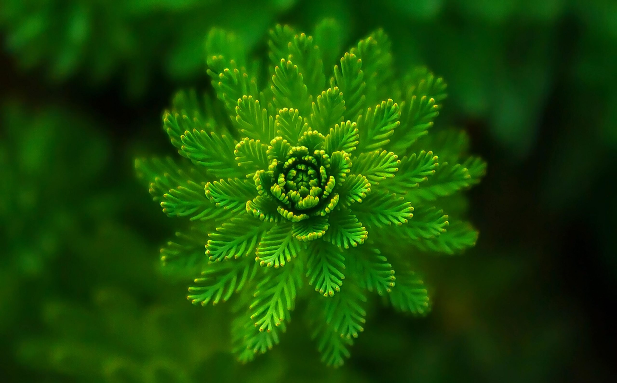 Green plant