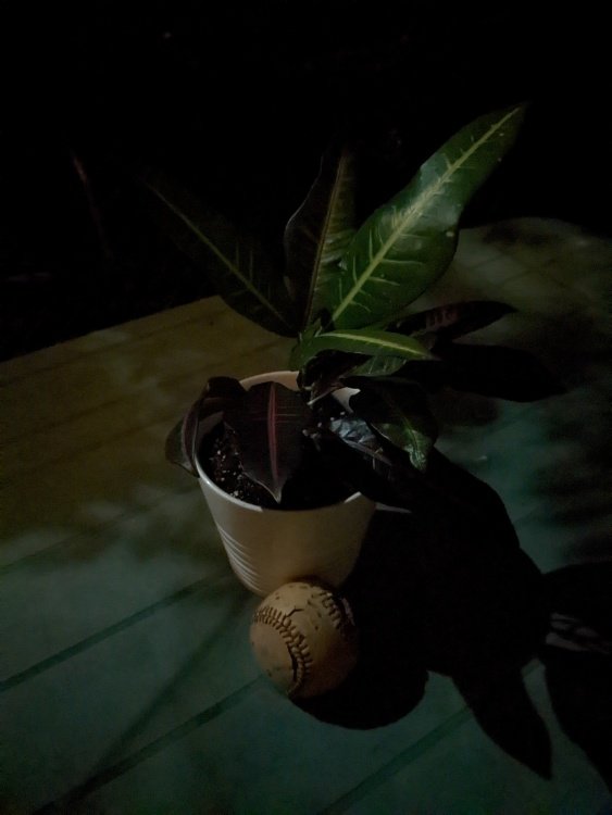 A planter on a picnic table at night