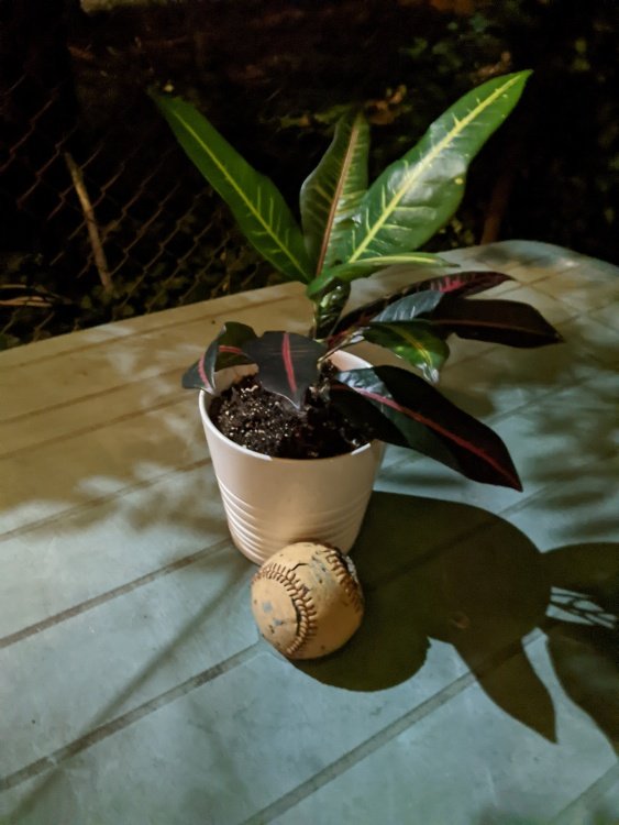 Planter on picnic table with night sight turned on