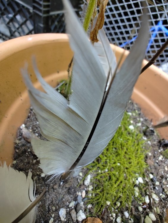 Feather in pot