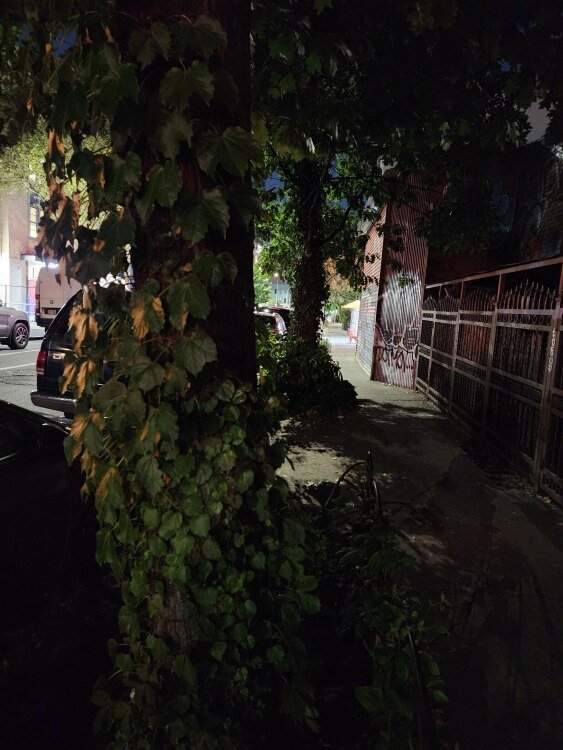 Trees in Brooklyn at nighttime