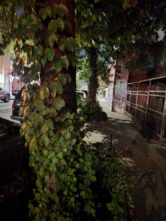 Trees in Brooklyn at nighttime with night mode turned on