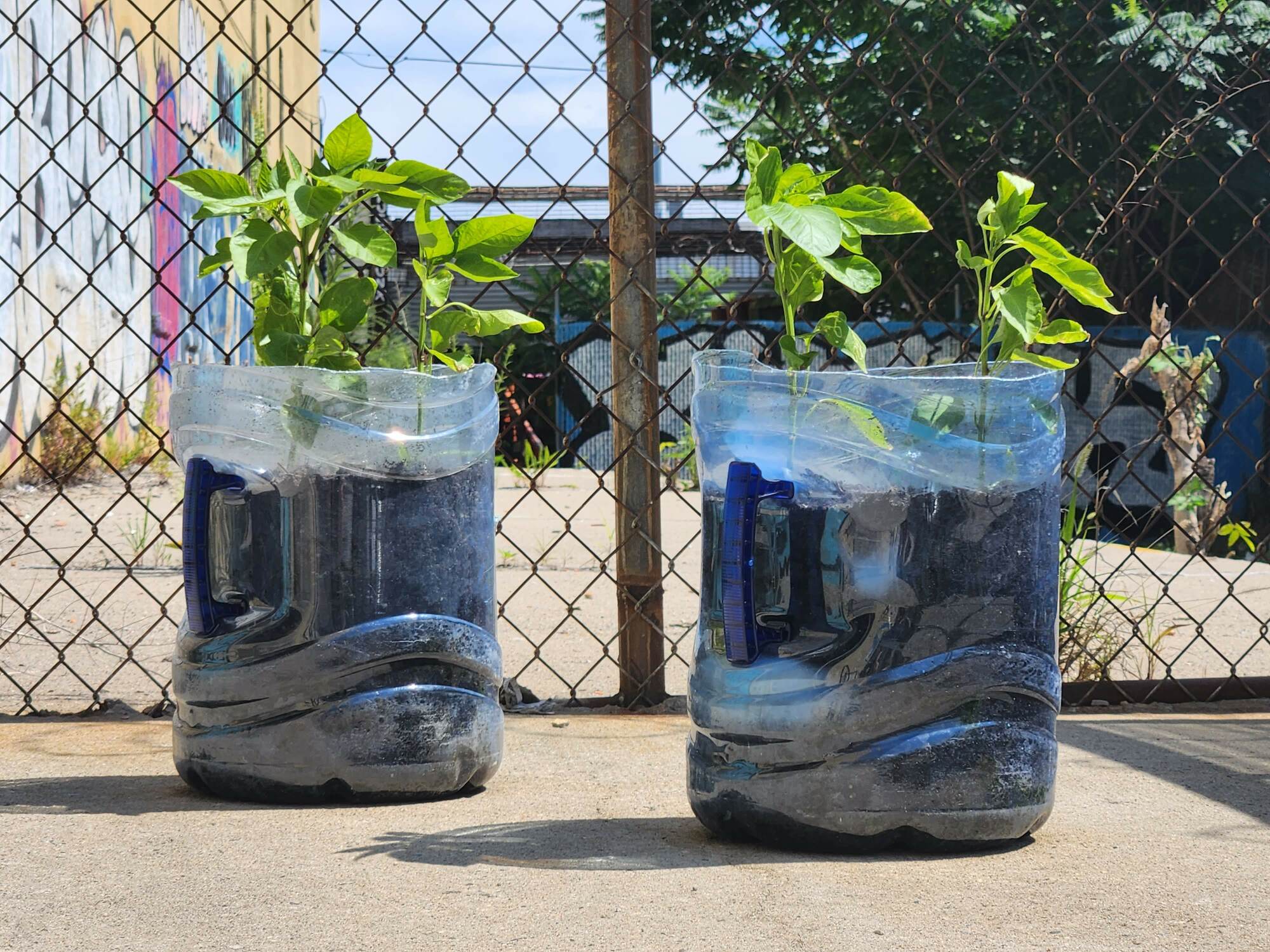 Jarred plants in front of a chain-linked fence in Brooklyn