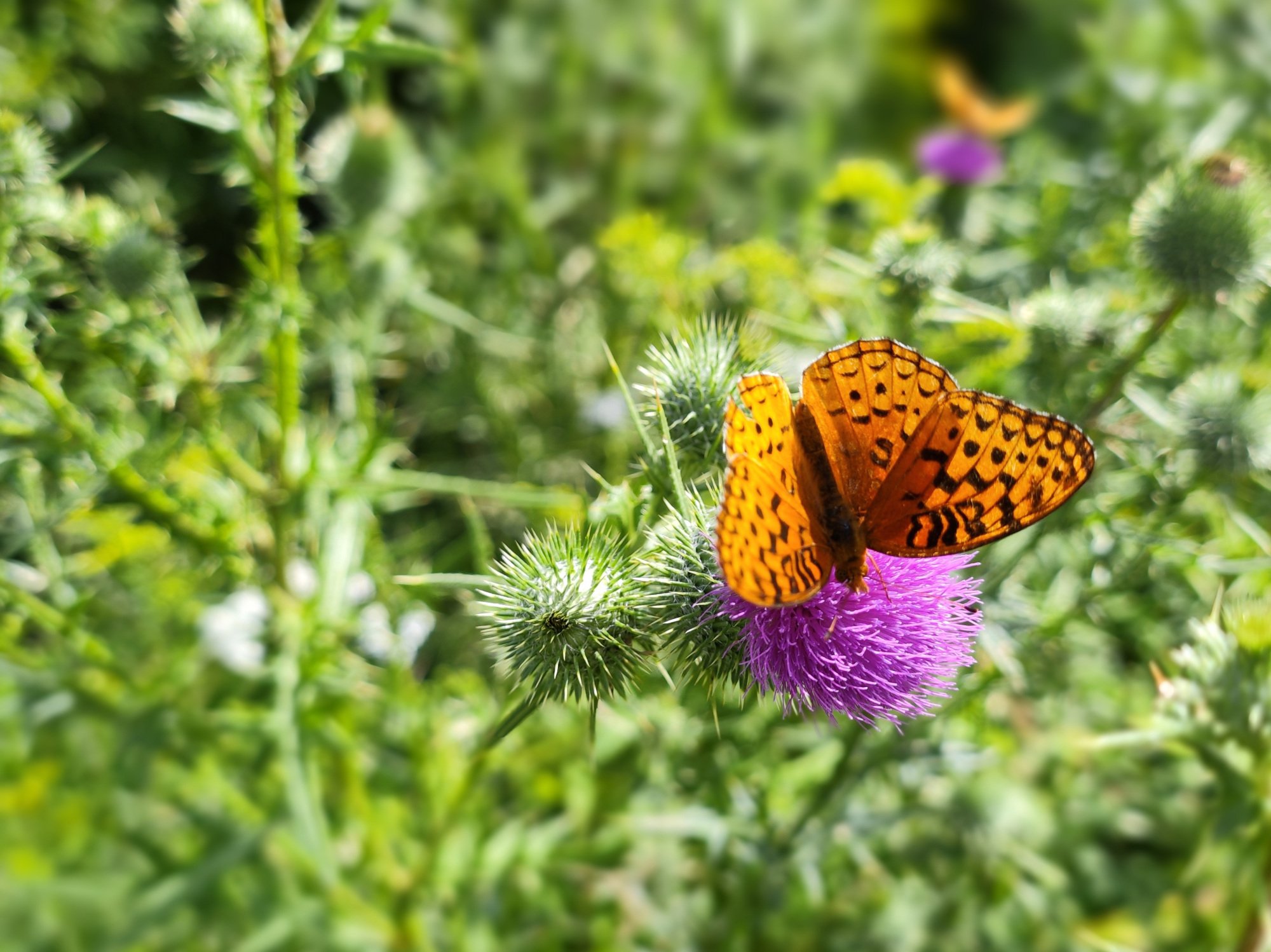 Close up of orange butterfly on purple flower