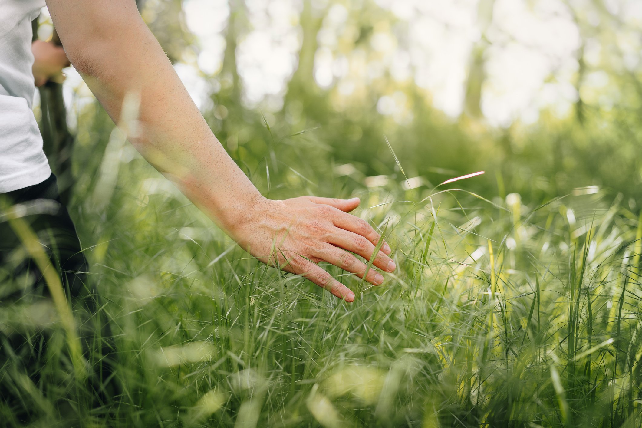 Close-Up Of Hand Touching Tall Grass On Field
