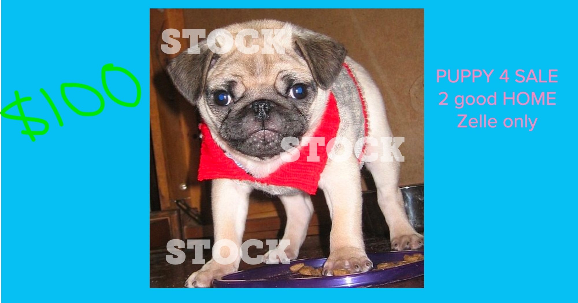 fake ad for a puppy for sale