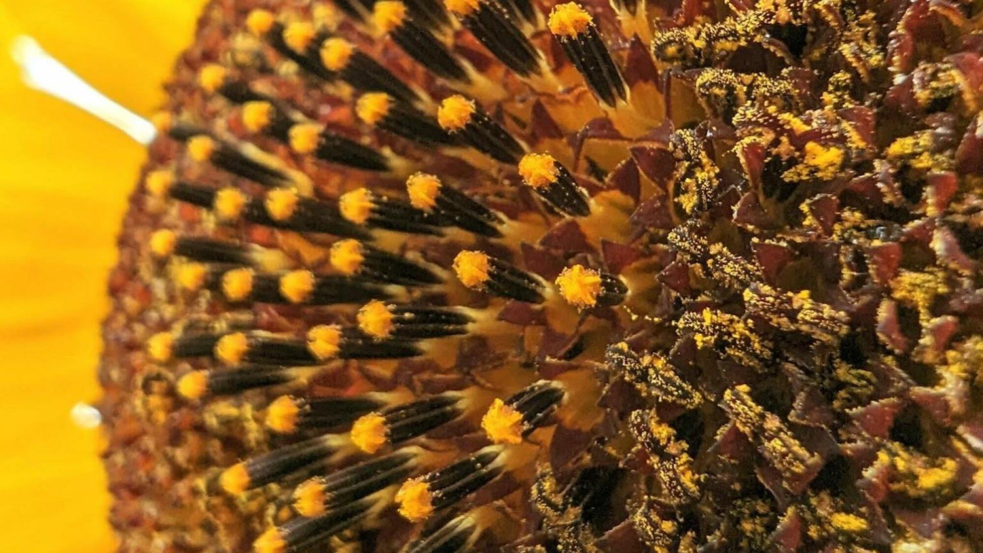 Close-up image of a flower shot with Macro Focus