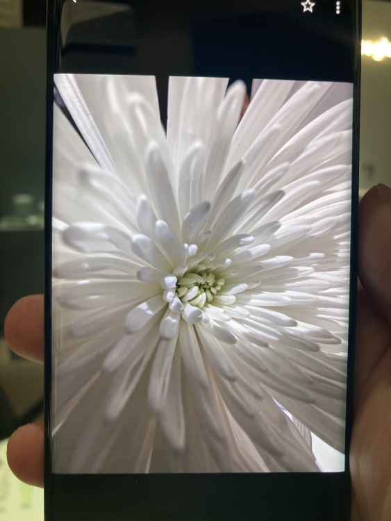 Pixel 7 macro focus picture