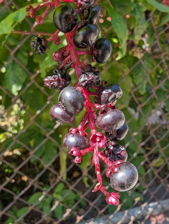 Pixel 7 Pro macro focus on berries