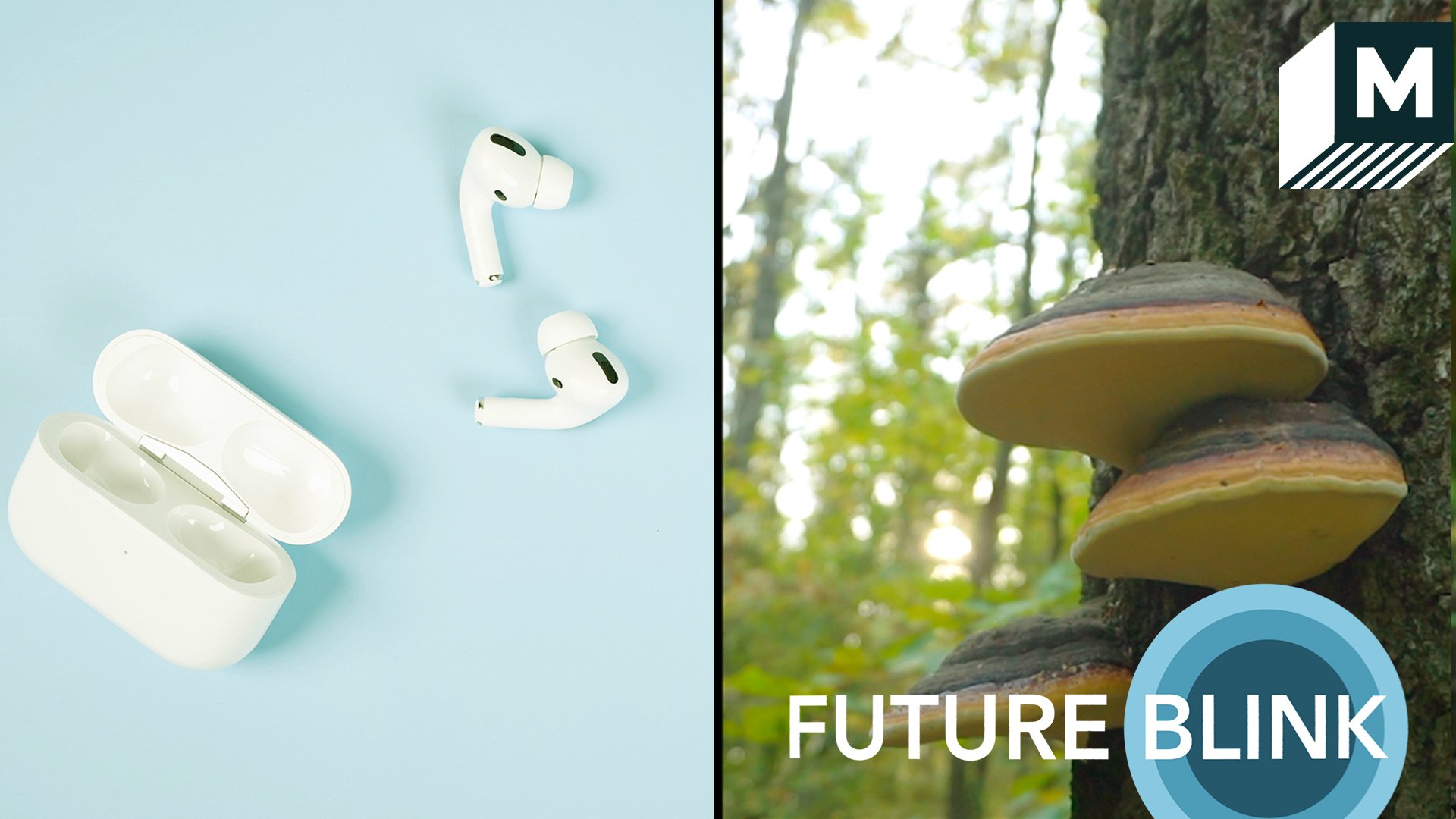 Split screen: Left image shows a set of white plastic wireless earplugs on a blue background, while the right shows a picture of three Genoderma Lucidum mushrooms growing on the bark of a tree.