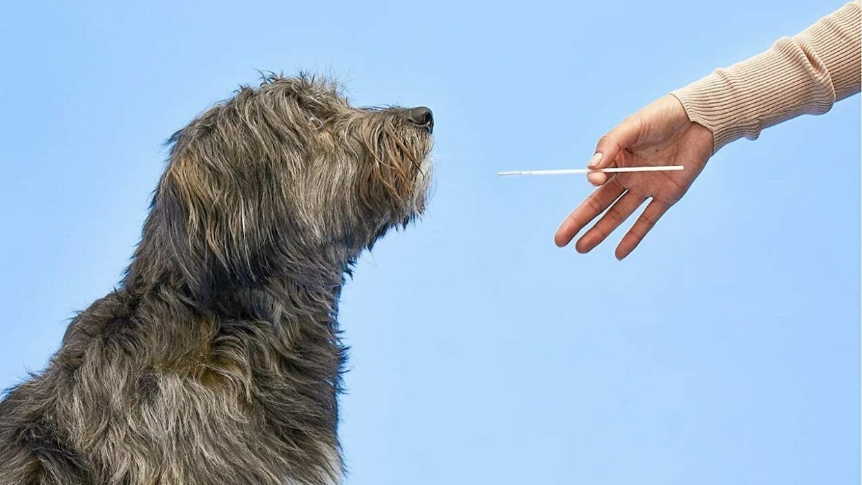 Embark Dog DNA test kit