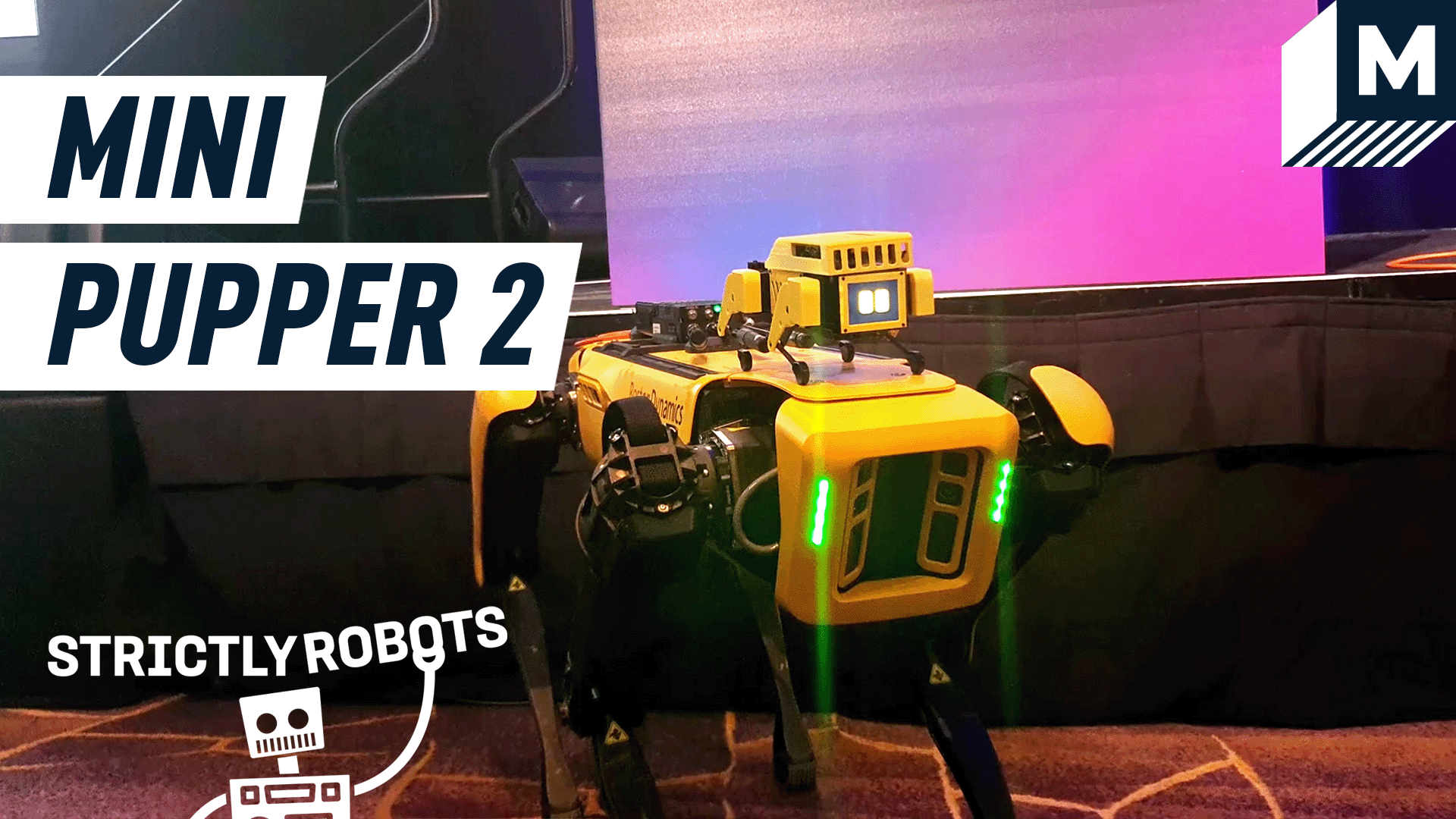 A Mini Pupper 2 robot on top of a Boston Dynamics Spot robot