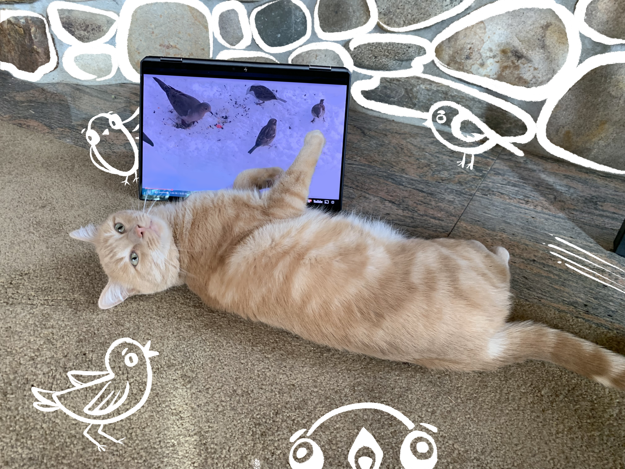 Honey plays with video of birds