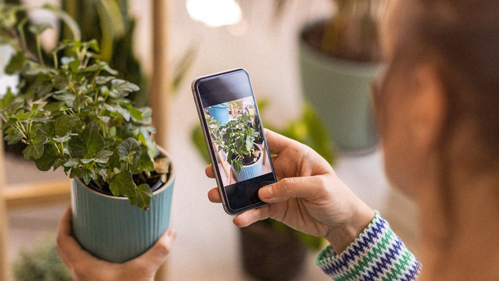 woman using natureid app to identify plant