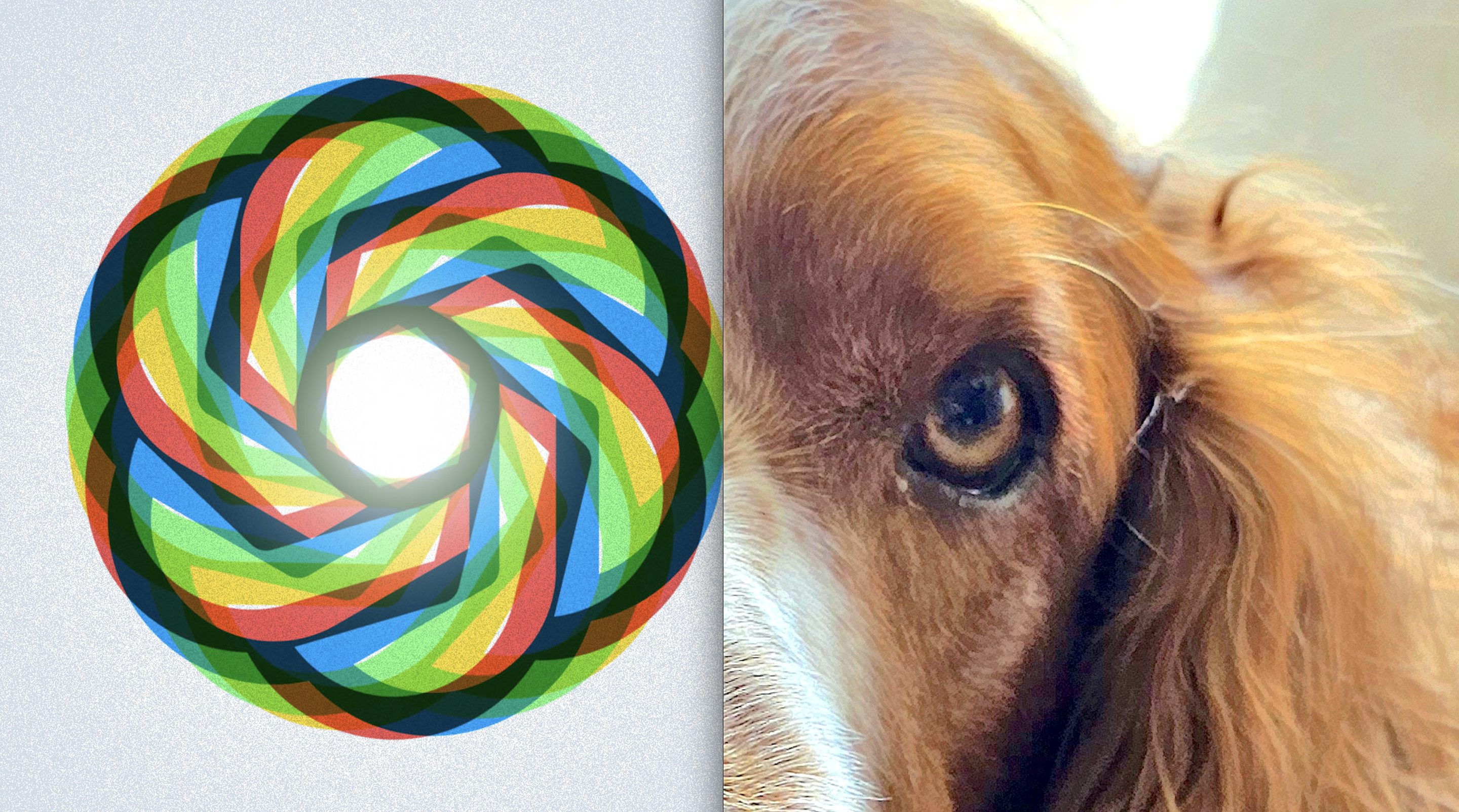 The OpenAI logo and a dog's eye.