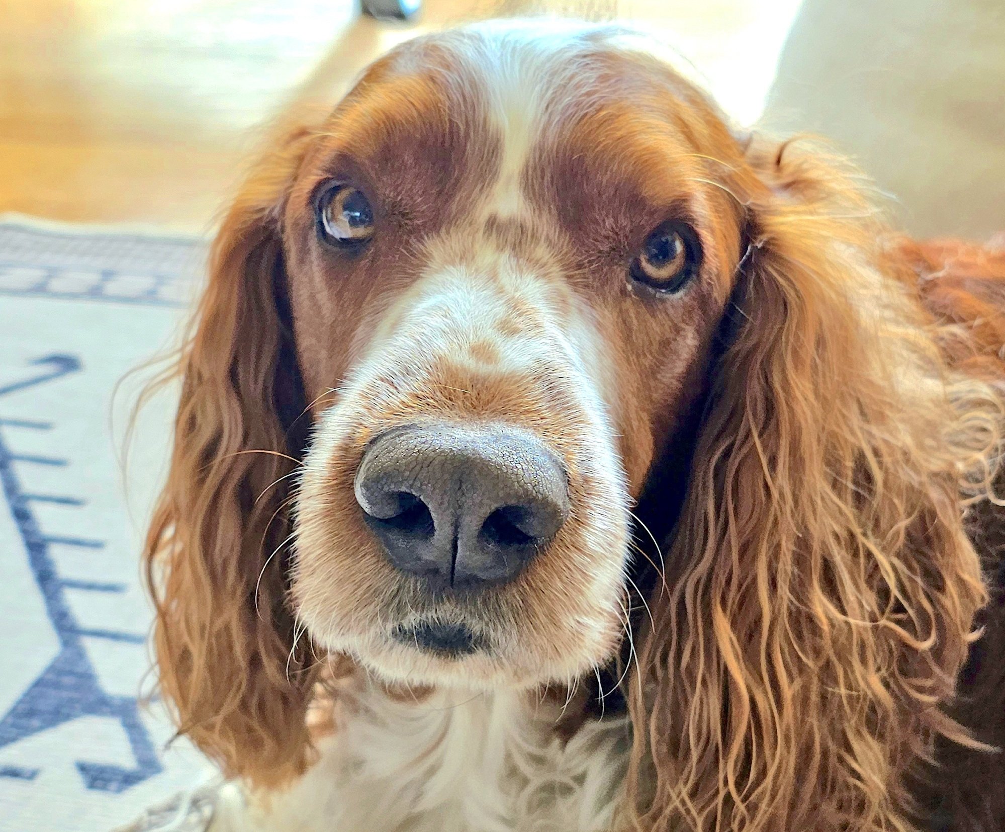 A cute Springer spaniel staring at the camera.