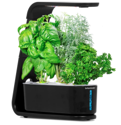 Green indoor plant kit in black