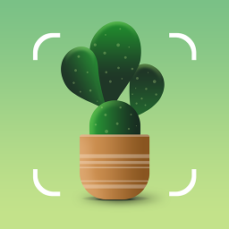 Cactus in pot