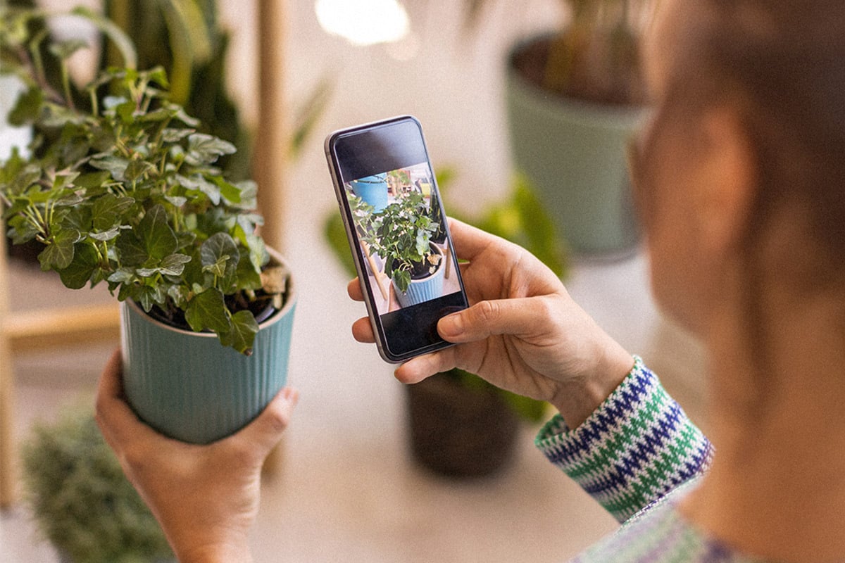 person taking a photo of a plant
