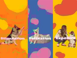 three dogs in DOGTV infographic