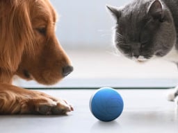 A dog and cat with a ball.