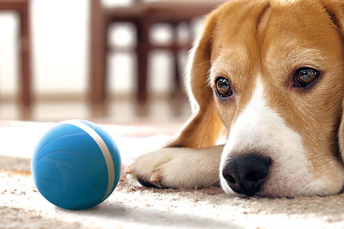 dog looking at ball