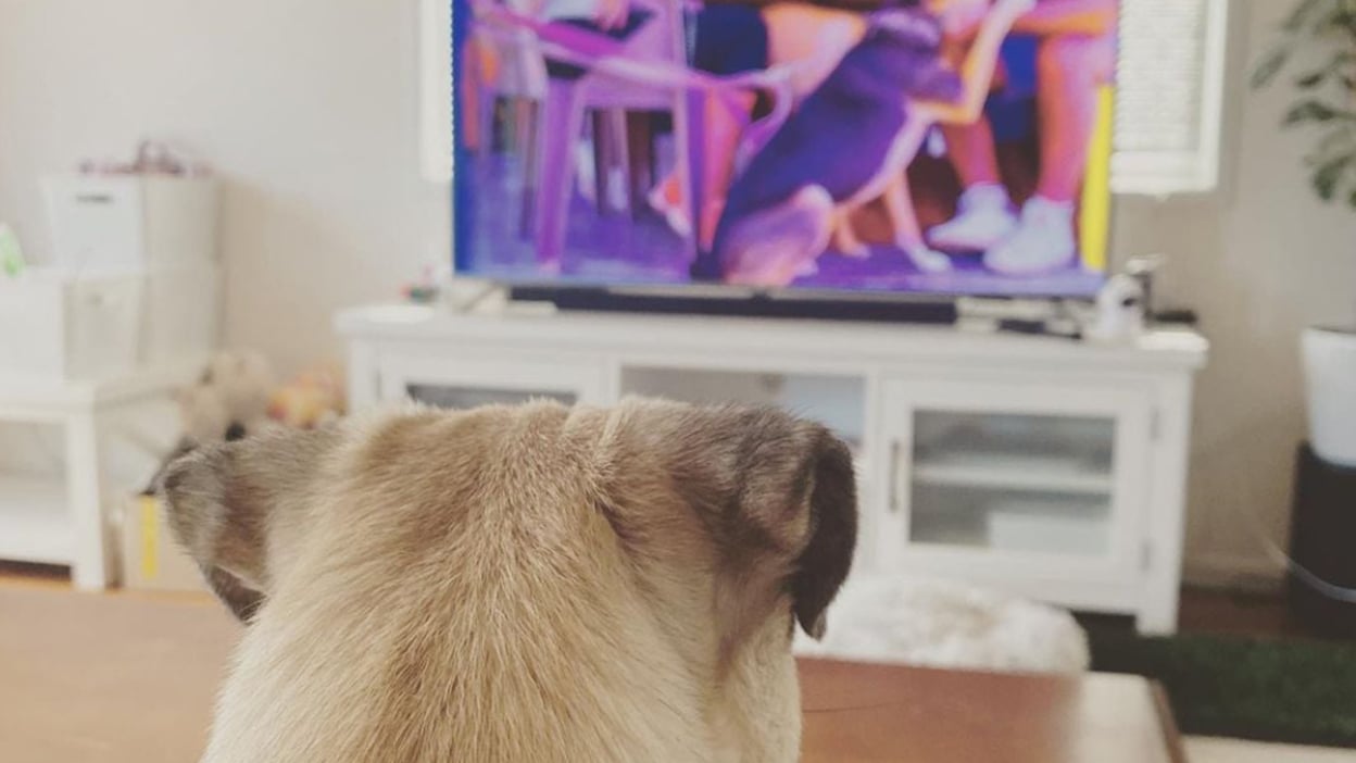 Dog looking at TV