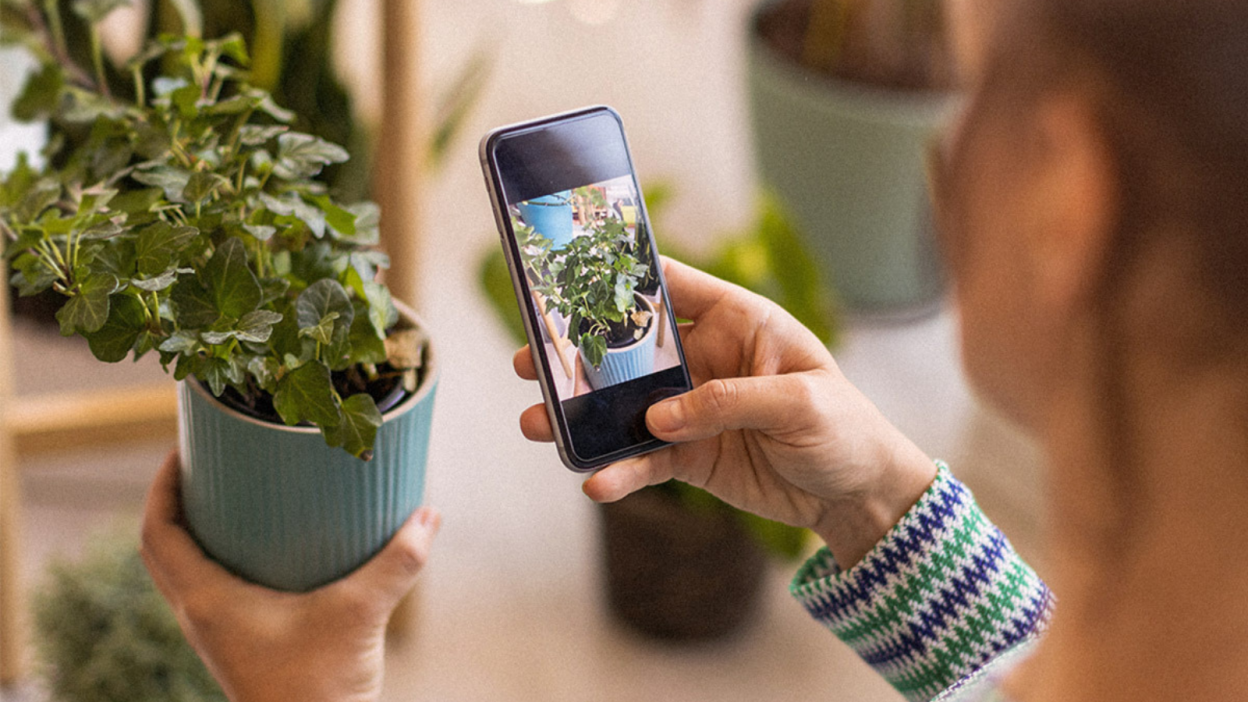 PlantID app on phone