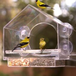 bird house with three birds