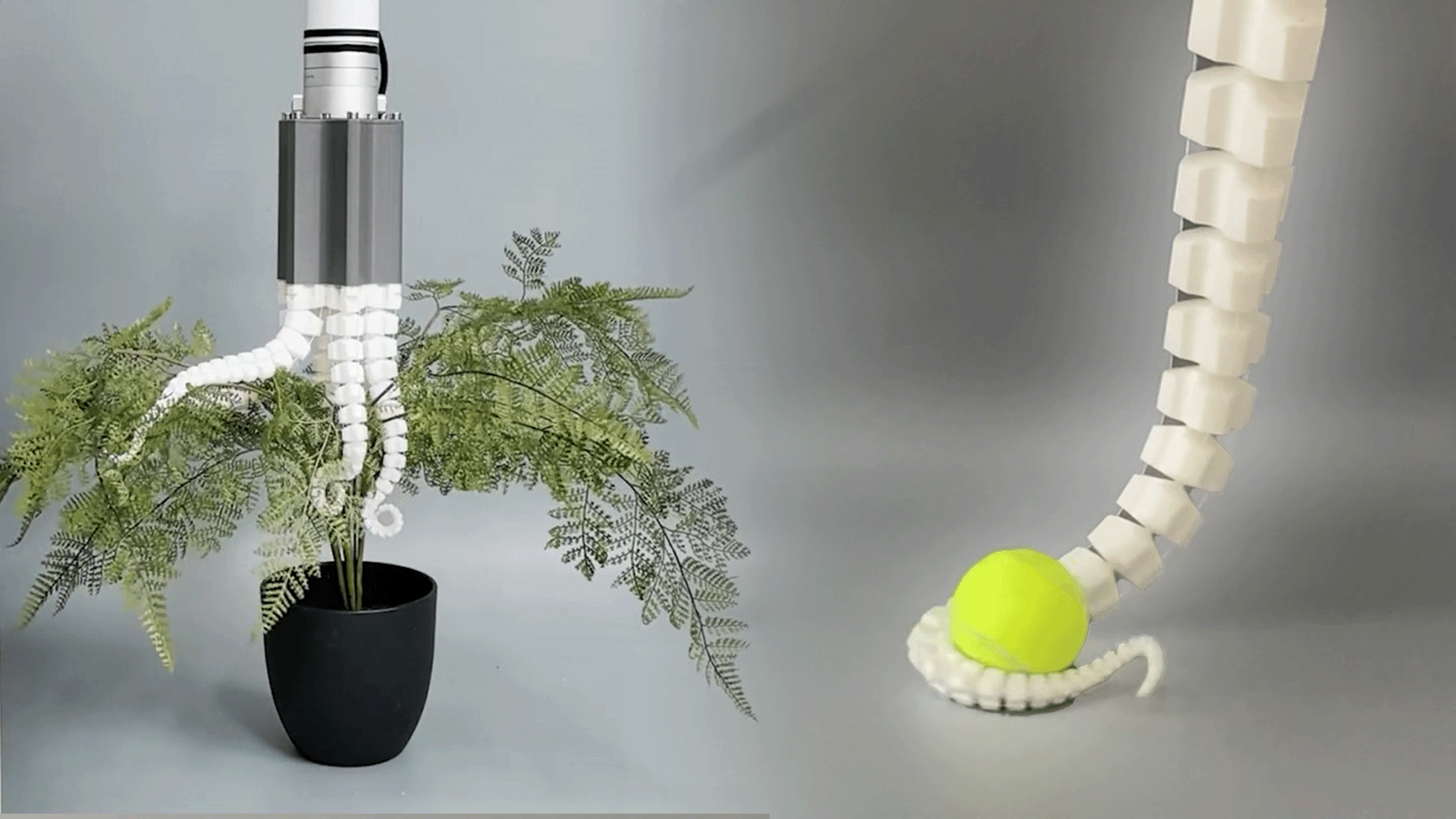 Spirobs robot picking up a tennis ball