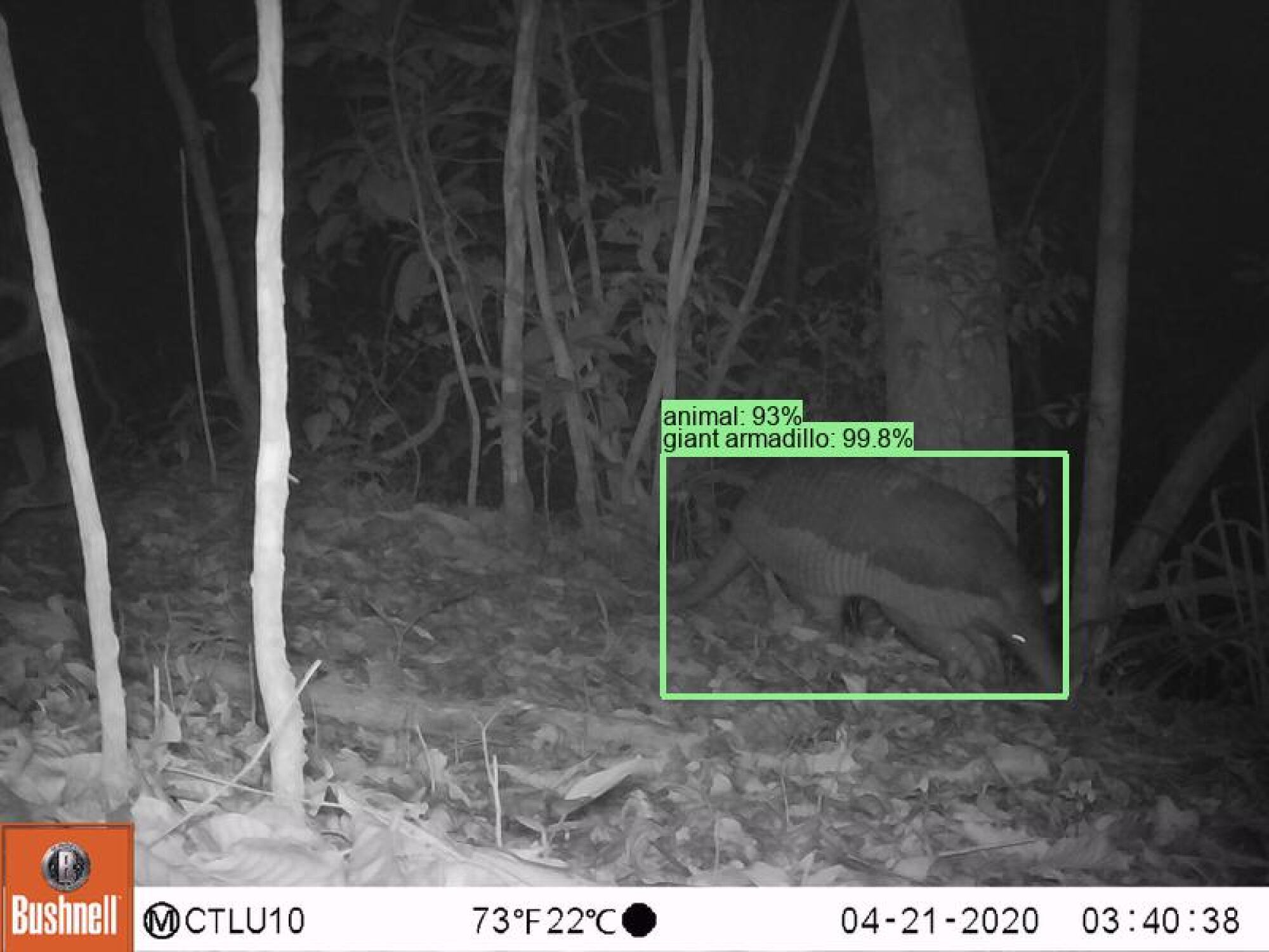 night vision image of a giant armadillo taken by a camera trap and identified by google speciesnet