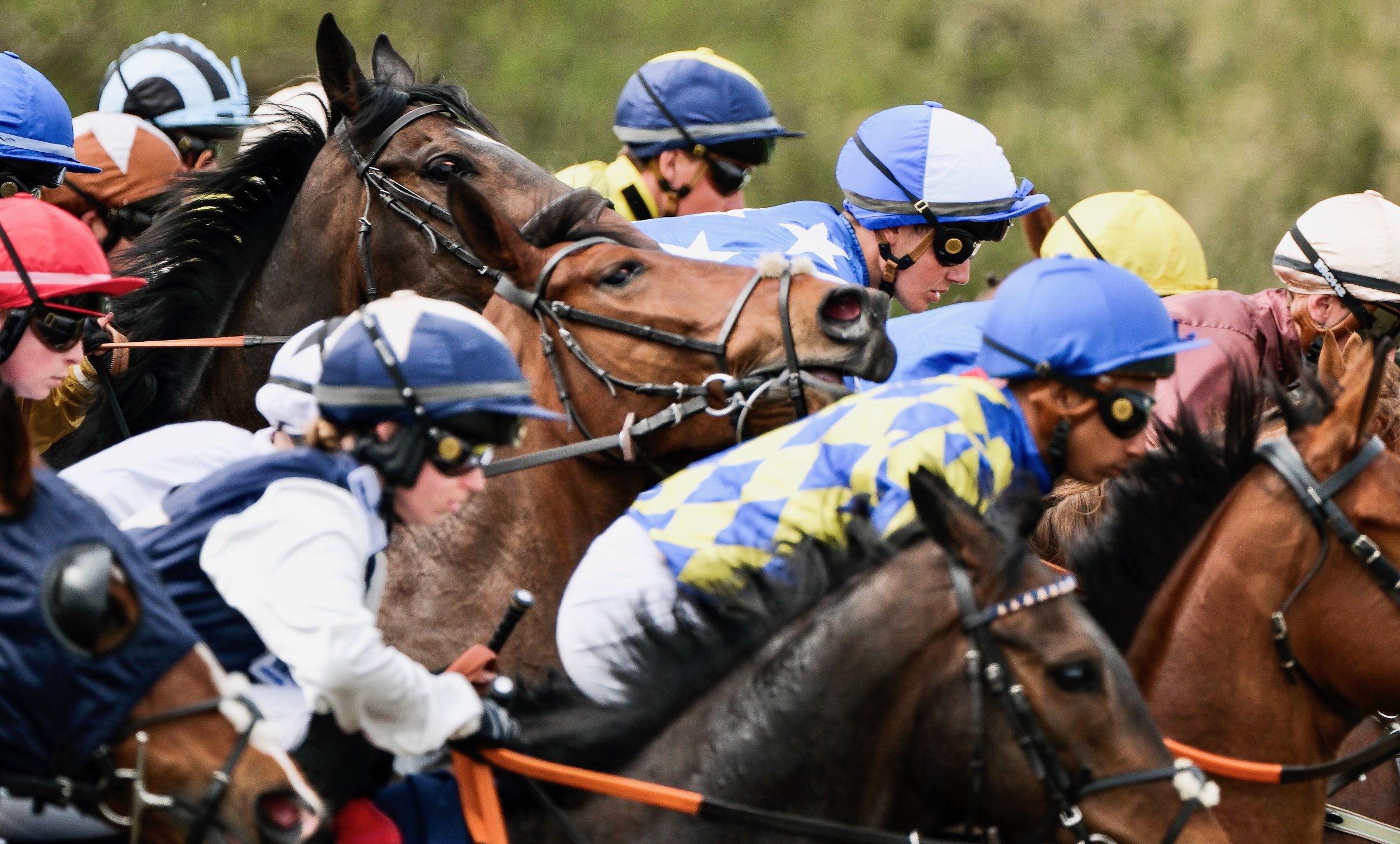 horses and jockeys racing neck and neck