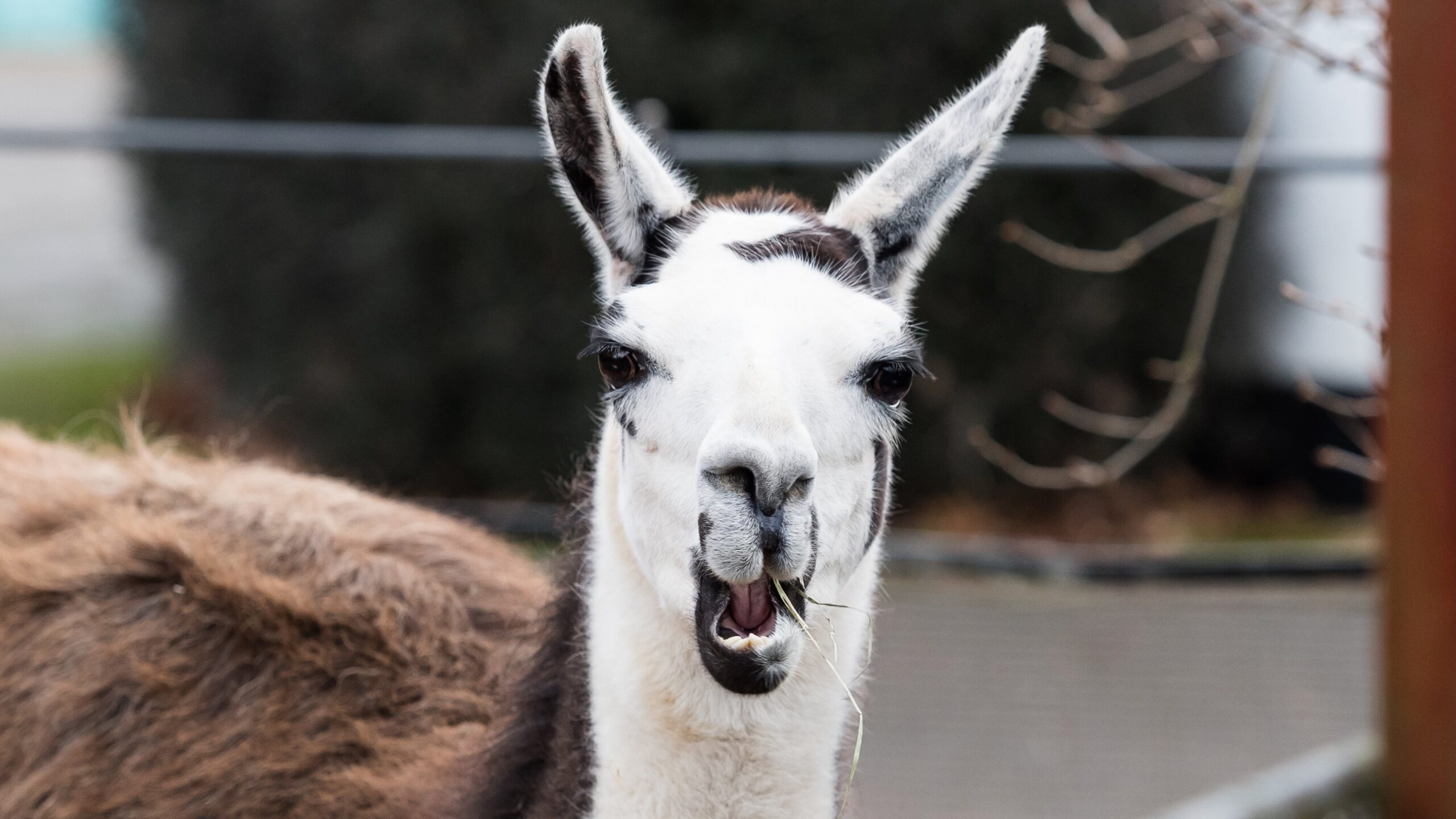 a llama chews on a piece of grass