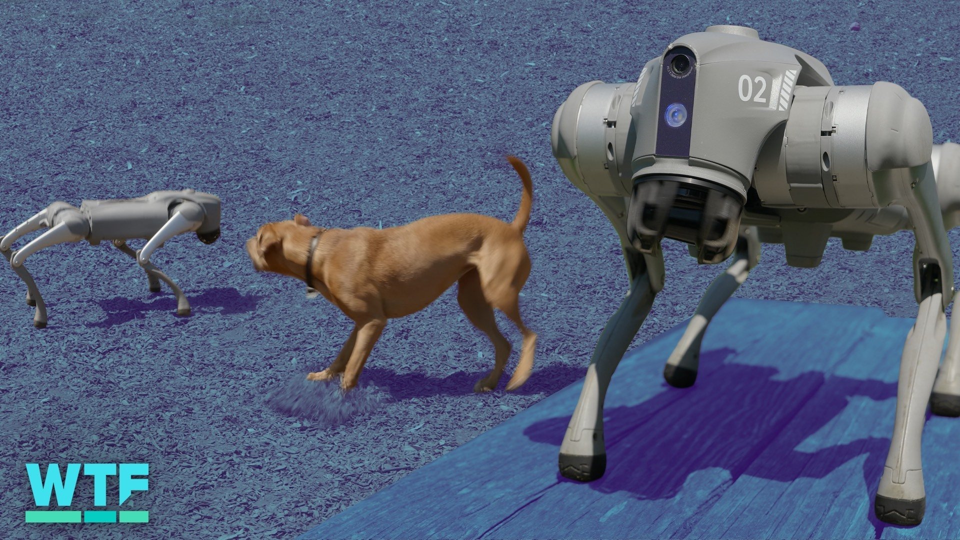 Unitree's robot facing a real dog