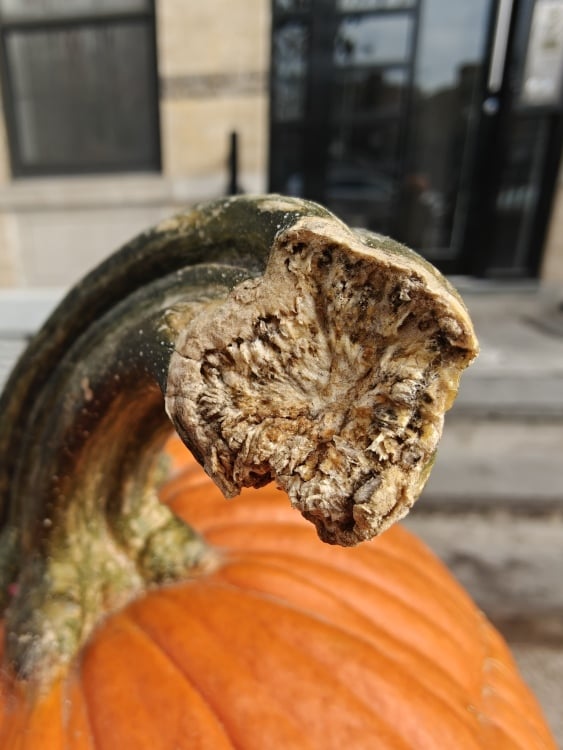 A pumpkin stem shot with macro mode on OnePlus 13