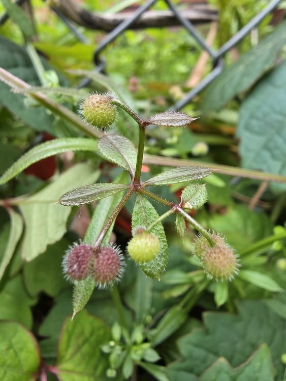Macro shot of a plant taken by S25 Edge