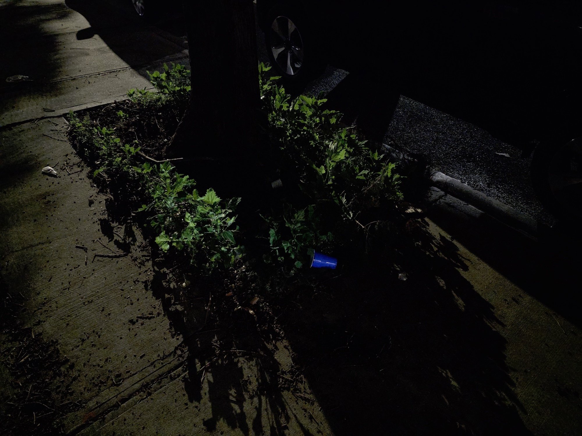 A tree planter at night in Brooklyn without night mode turned on