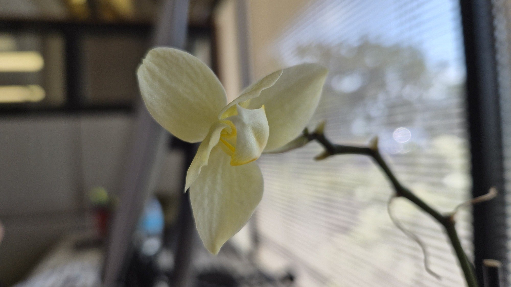 close-up portrait-mode photograph of an orchid flower