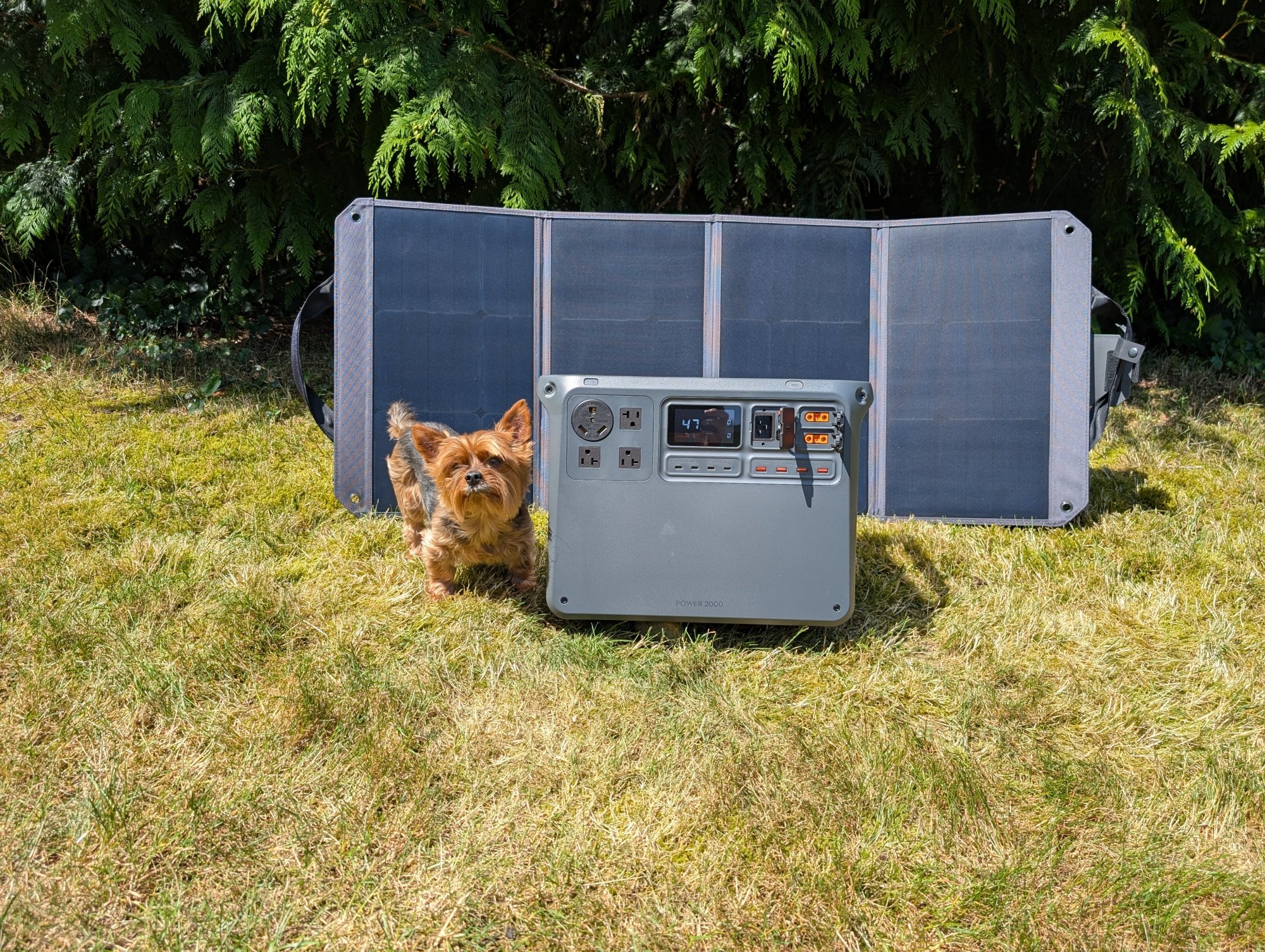 a dog in front of the DJI power 2000 portable power station on a grassy lawn with solar panels behind the power station