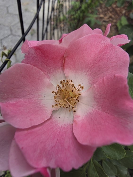 Macro shot of a pink flower using Z Fold 7