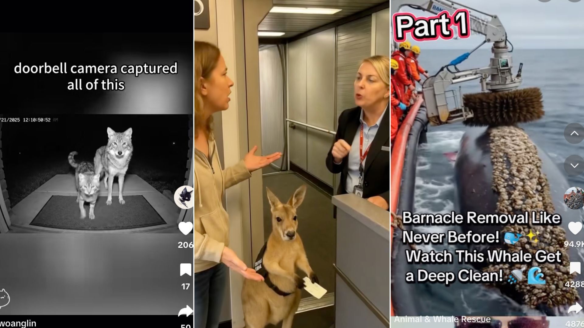screenshots of viral AI videos from tiktok with ai-generated animals