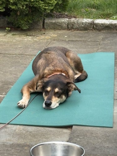 dog sleeping on a yoga mat outside