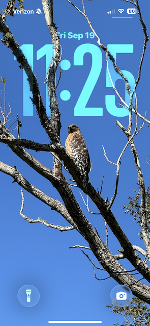 A custom iOS 26 wallpaper of a bird on a tree branch