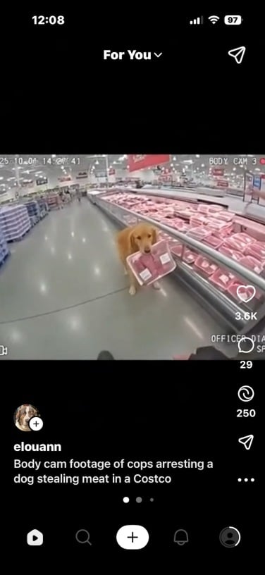 screenshot of sora app showing golden retriever on body cam footage